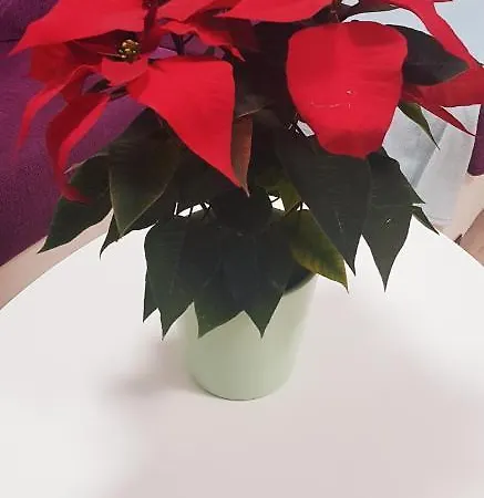 El Rincon De Mi Nina Апартаменты